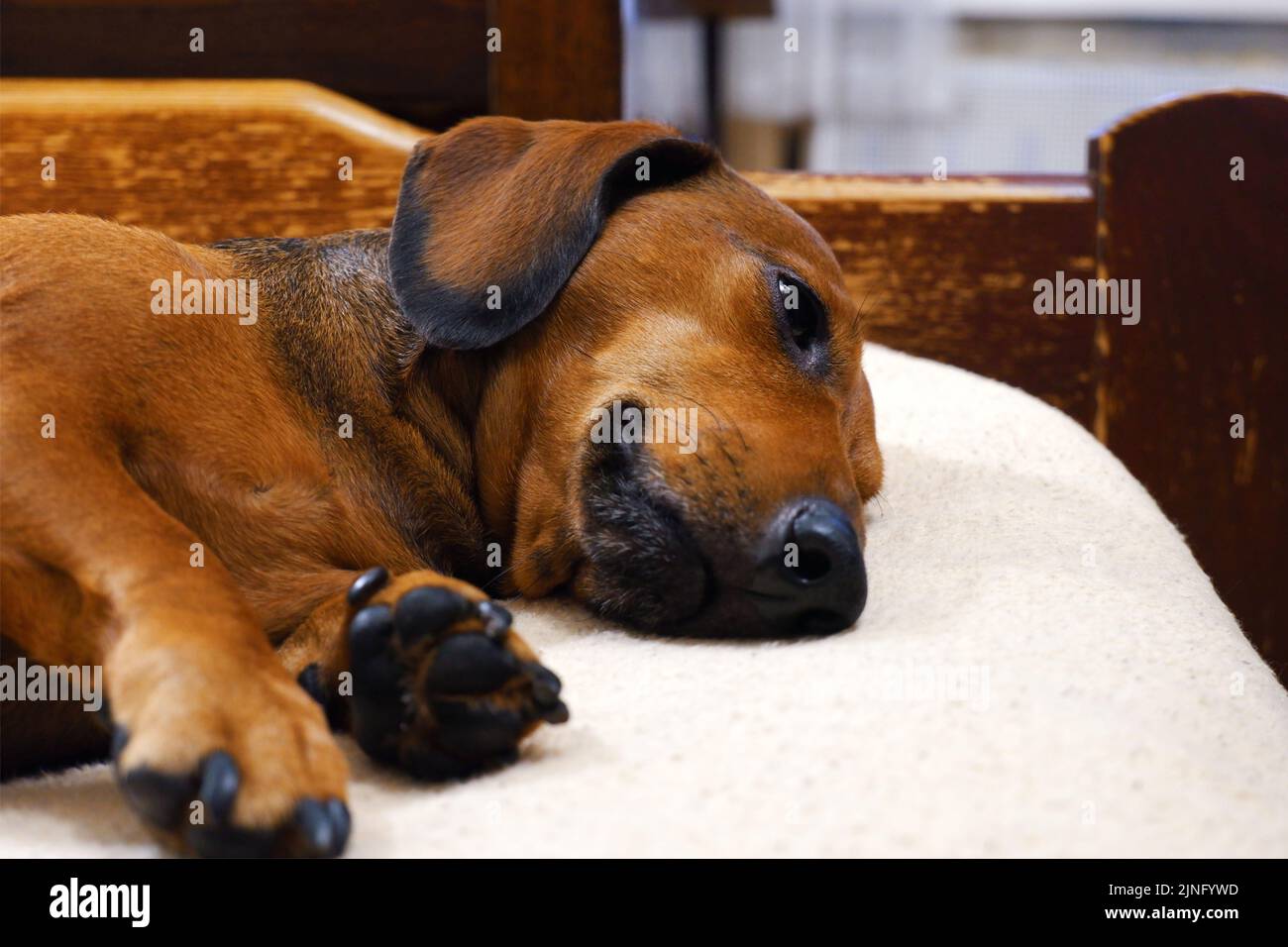 The dog lies on the bed. Miniature red dachshund dozing at home on the