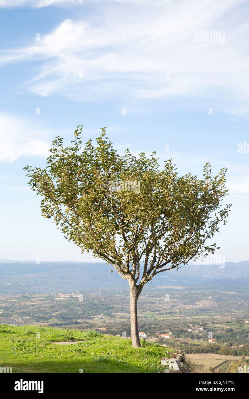 Tree and Landscape in Linhares da Beira; Portugal Stock Photo