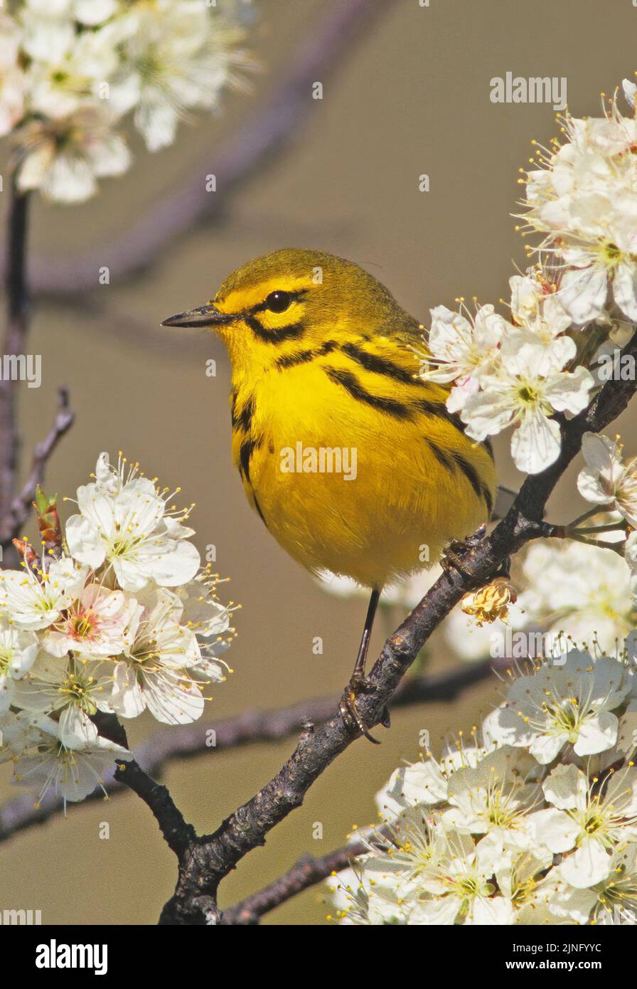 Prairie warbler in breeding plumage during spring migration Stock Photo