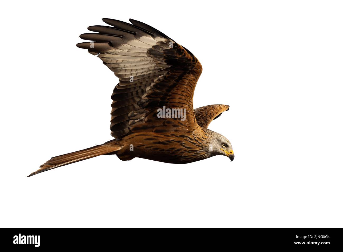 Red kite flying in the air isolated on white background Stock Photo