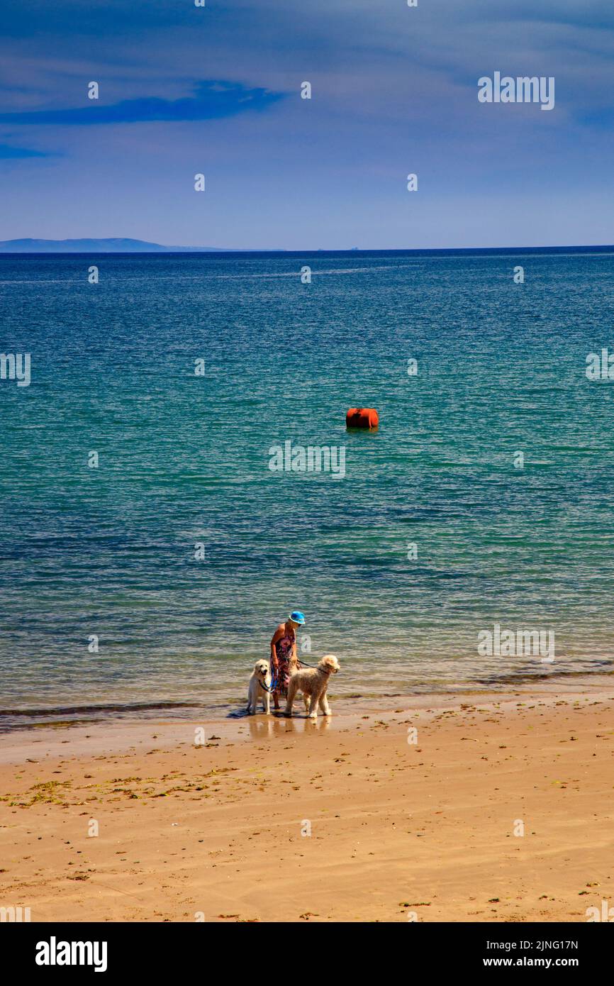 A dog walker on a sheltered beach at Saundersfoot, Pembrokeshire, Wales, UK Stock Photo