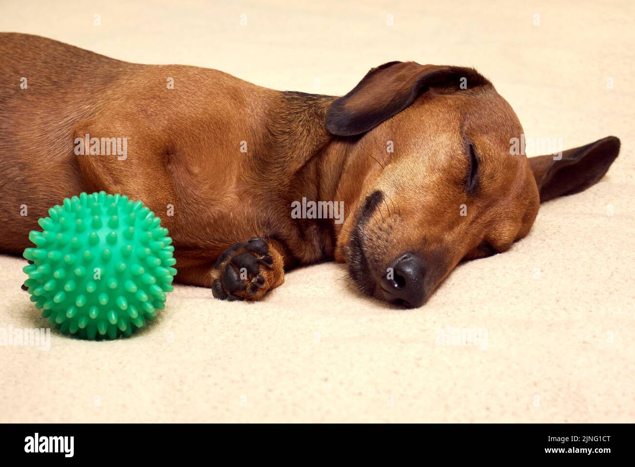 Dog with his favorite toy. Dachshund on a bed with a green ball Stock