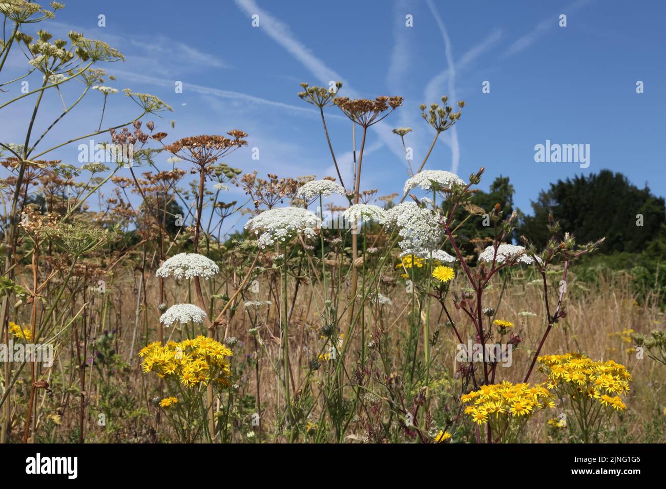 Hoary Ragwort 'Senecio Erucifolius' and Wild carrot 'Daucus carota ...