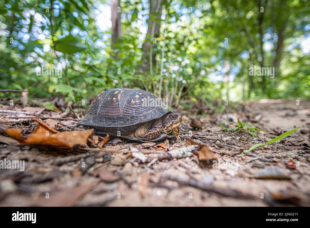 Female Eastern Box Turtle closeup with textural detail in natural outdoor surrounding Stock