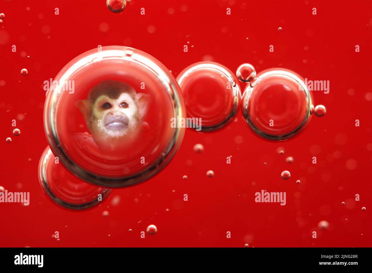 Monkeypox. Blood and bubbles, monkey face in a bubble Stock Photo Alamy