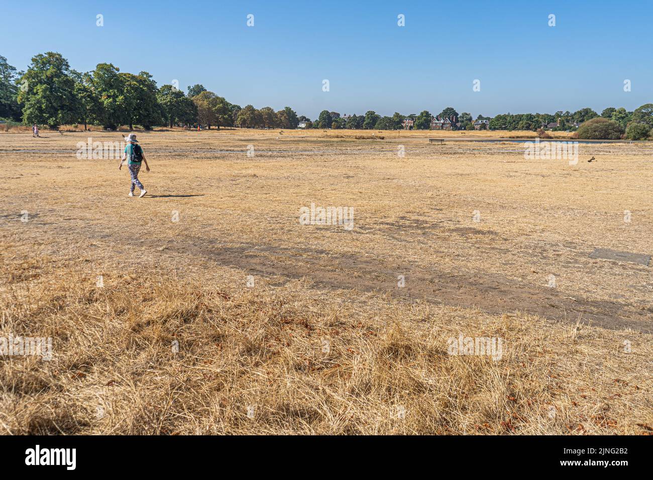 11 August 2022: Drought conditions in Wimbledon Common, London, UK Stock Photo