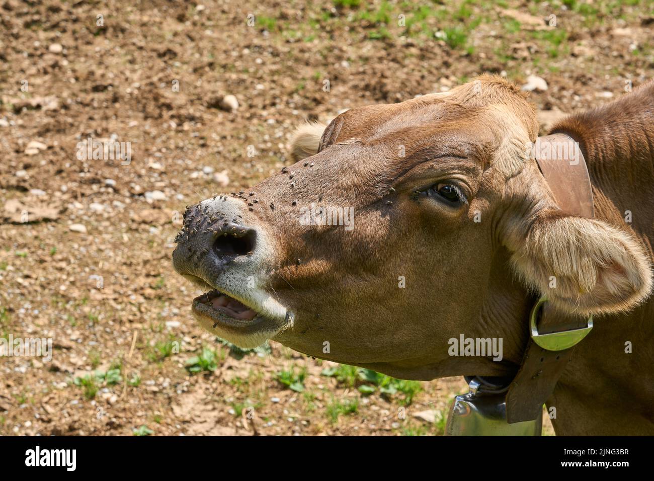 Cow on pasture suffering from hundreds of tiresome blowflies Stock Photo