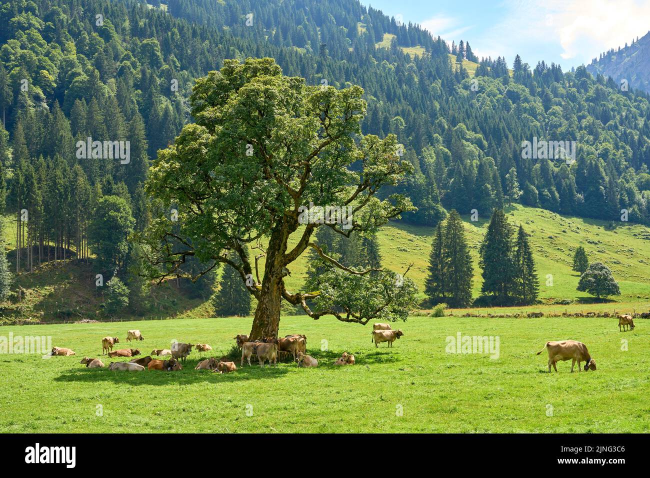 cattle herd on a pasture with an old mountain maple tree in the Gunzesried valley, Allgaeu Alps, Bavaria, Germany Stock Photo