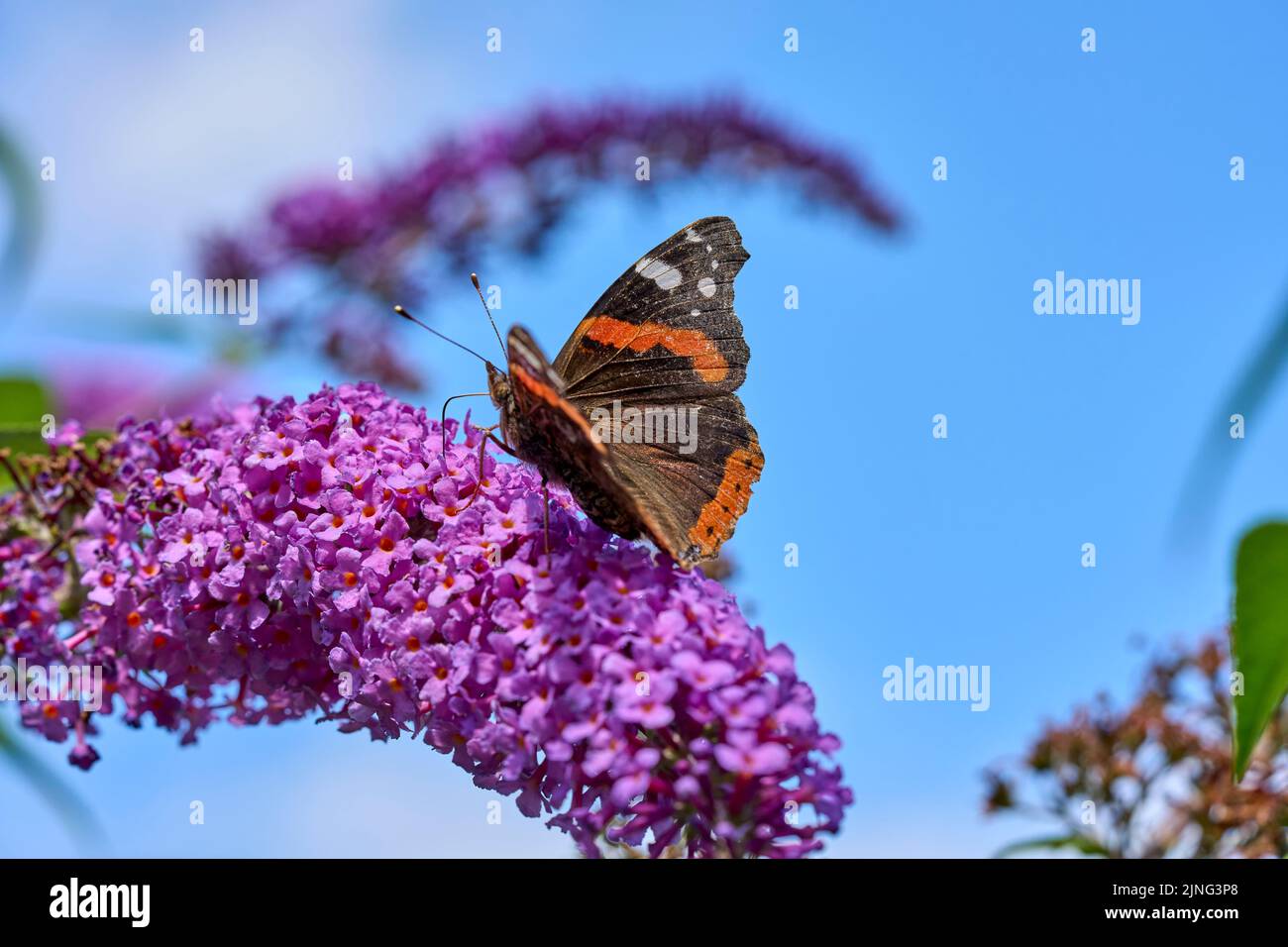 Red Admiral butterfly, papilio atalanta sitting on a sweet butterfly bush Stock Photo