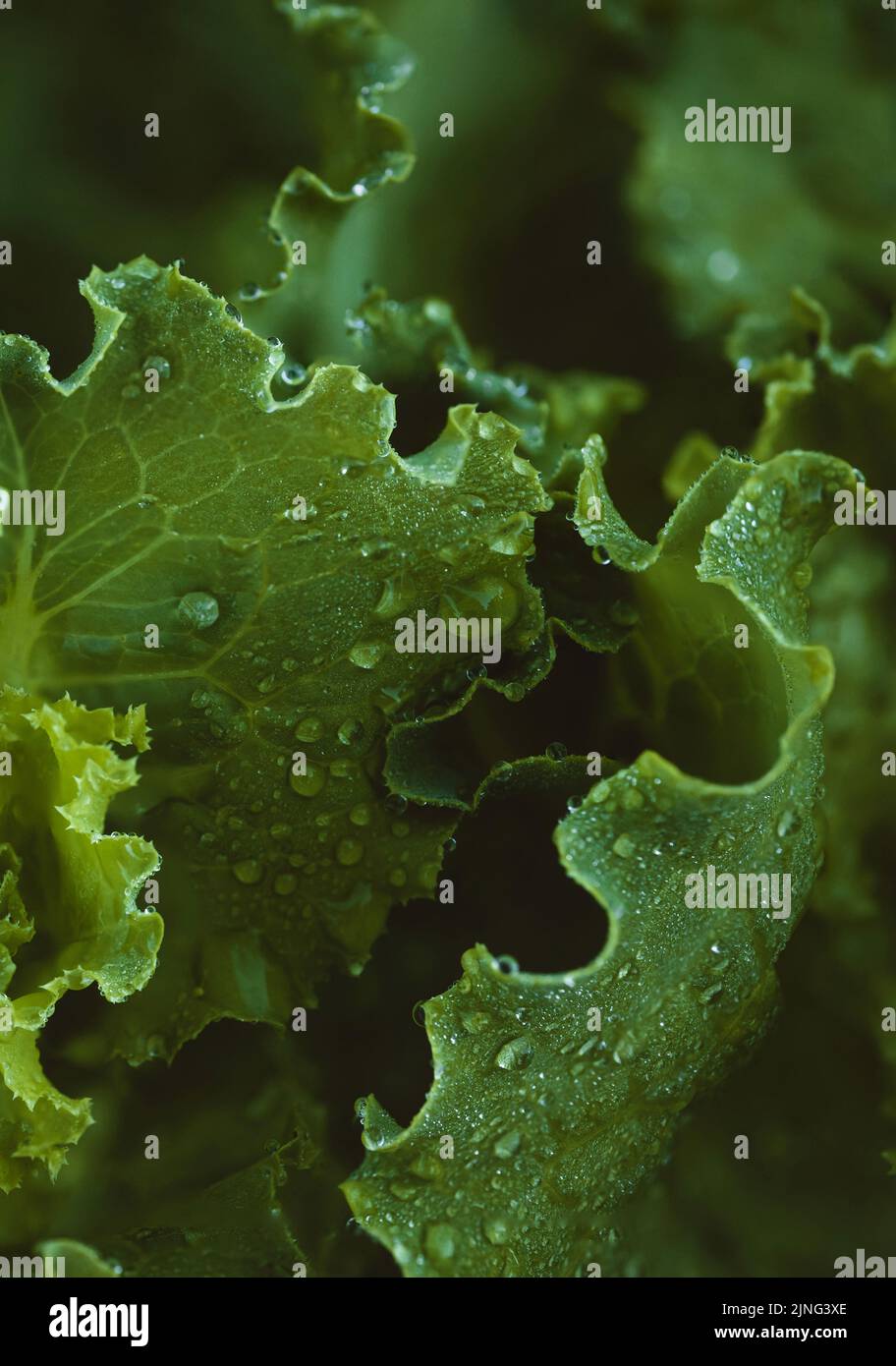 Natural background from green lettuce leaves extreme close up with dew. Healthy nutrition Stock Photo
