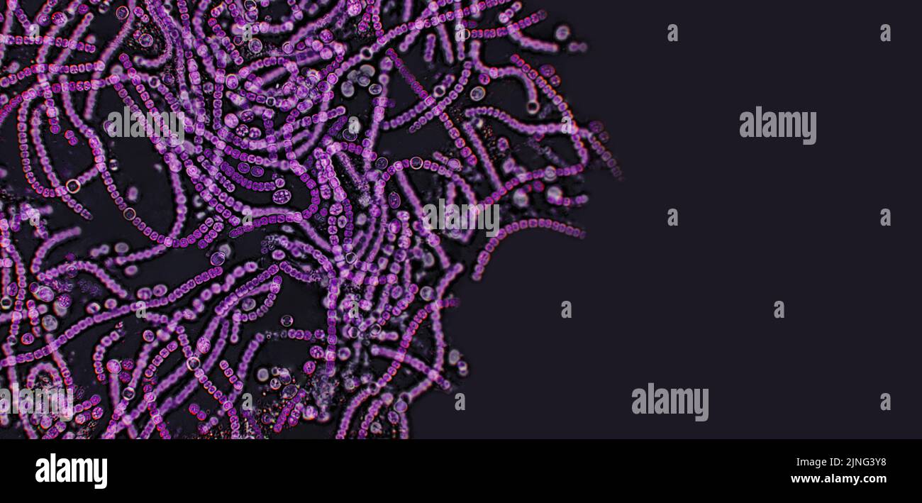 Probiotics, lactic acid bacteria. Bacteria and microorganisms. Microscopic probiotics, bacterial flora Stock Photo