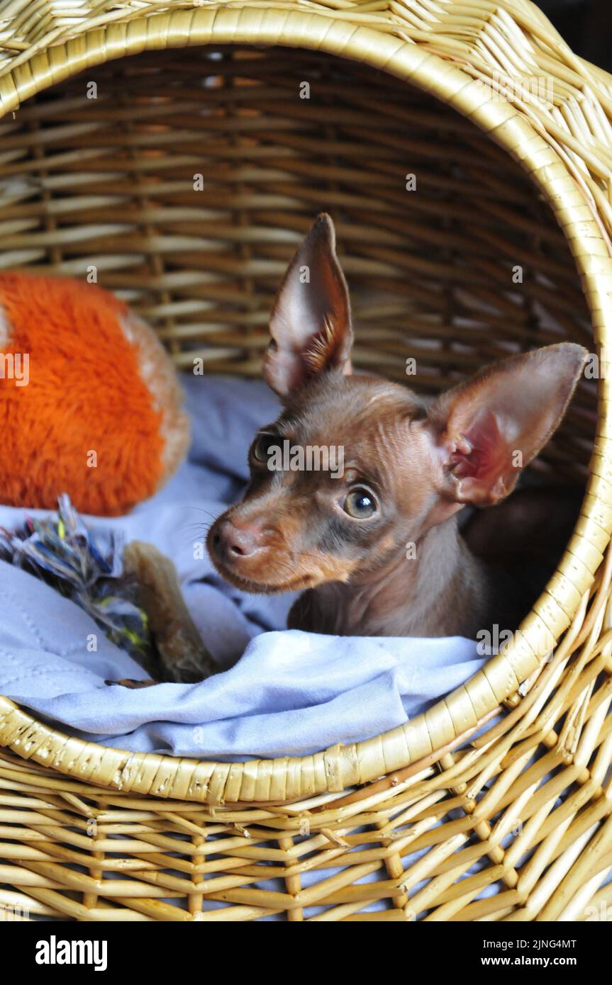 Puppy in his bed Stock Photo - Alamy