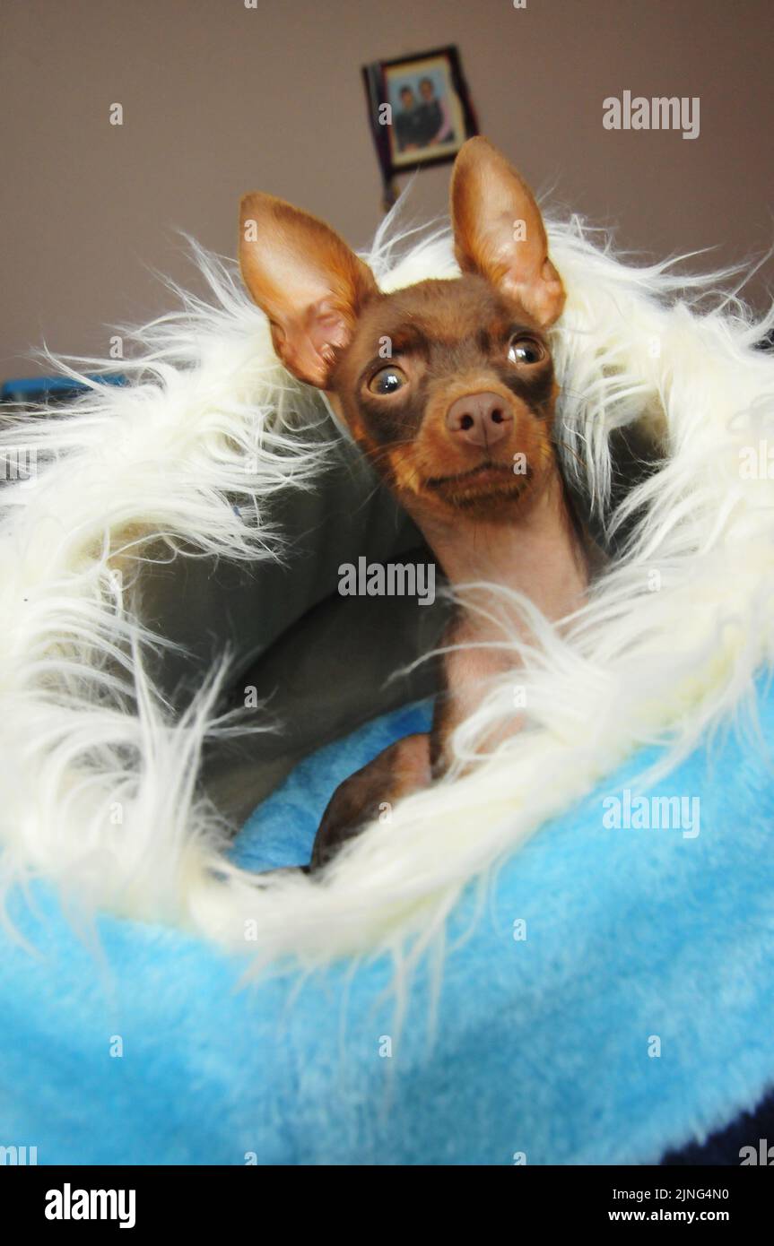 Puppy in his bed Stock Photo - Alamy