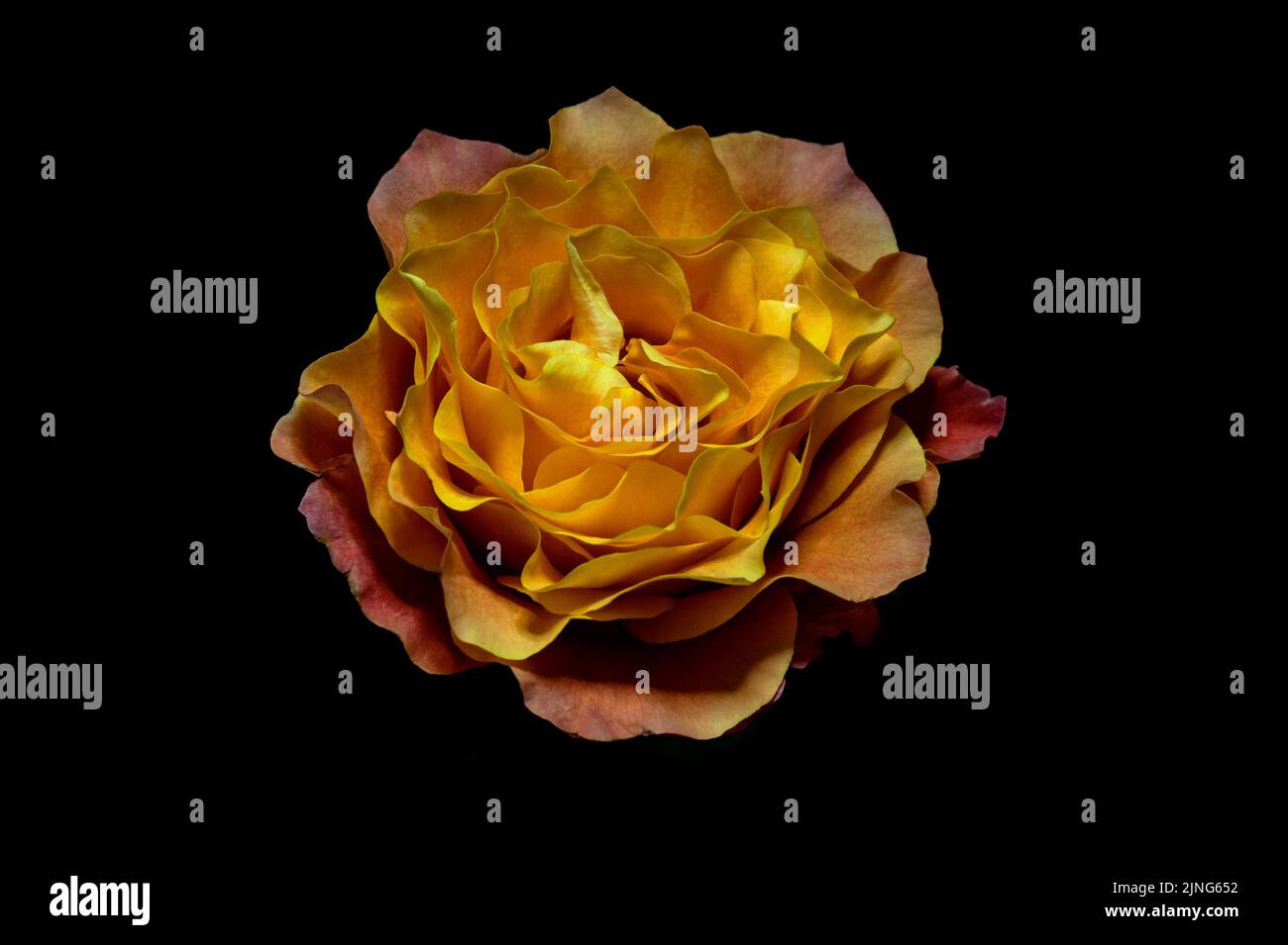 Flowers, Free Spirit Rose, Rosa Stock Photo Alamy
