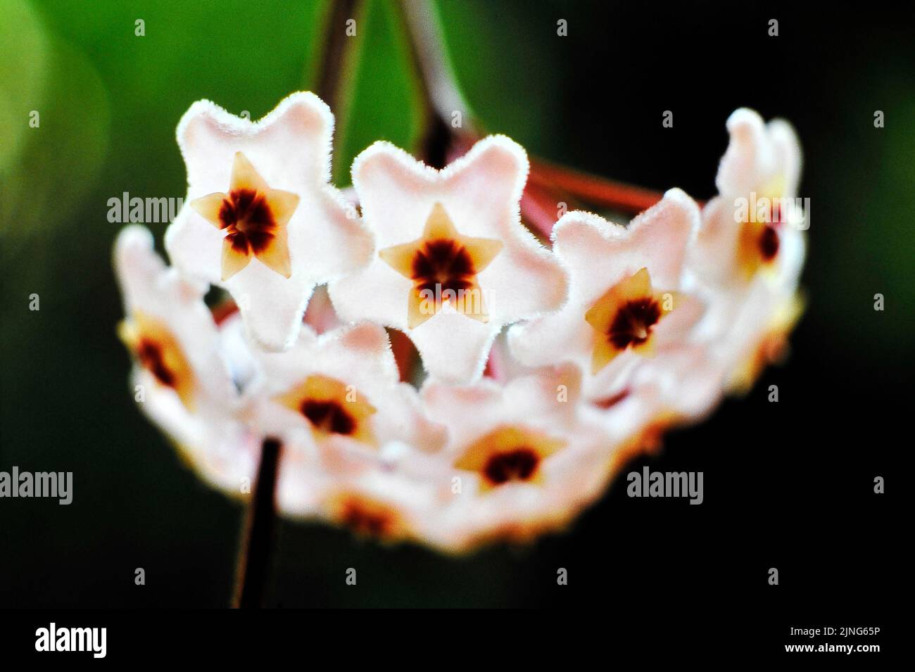 Flowers, Wax flower, Hoya carnosa. Stock Photo