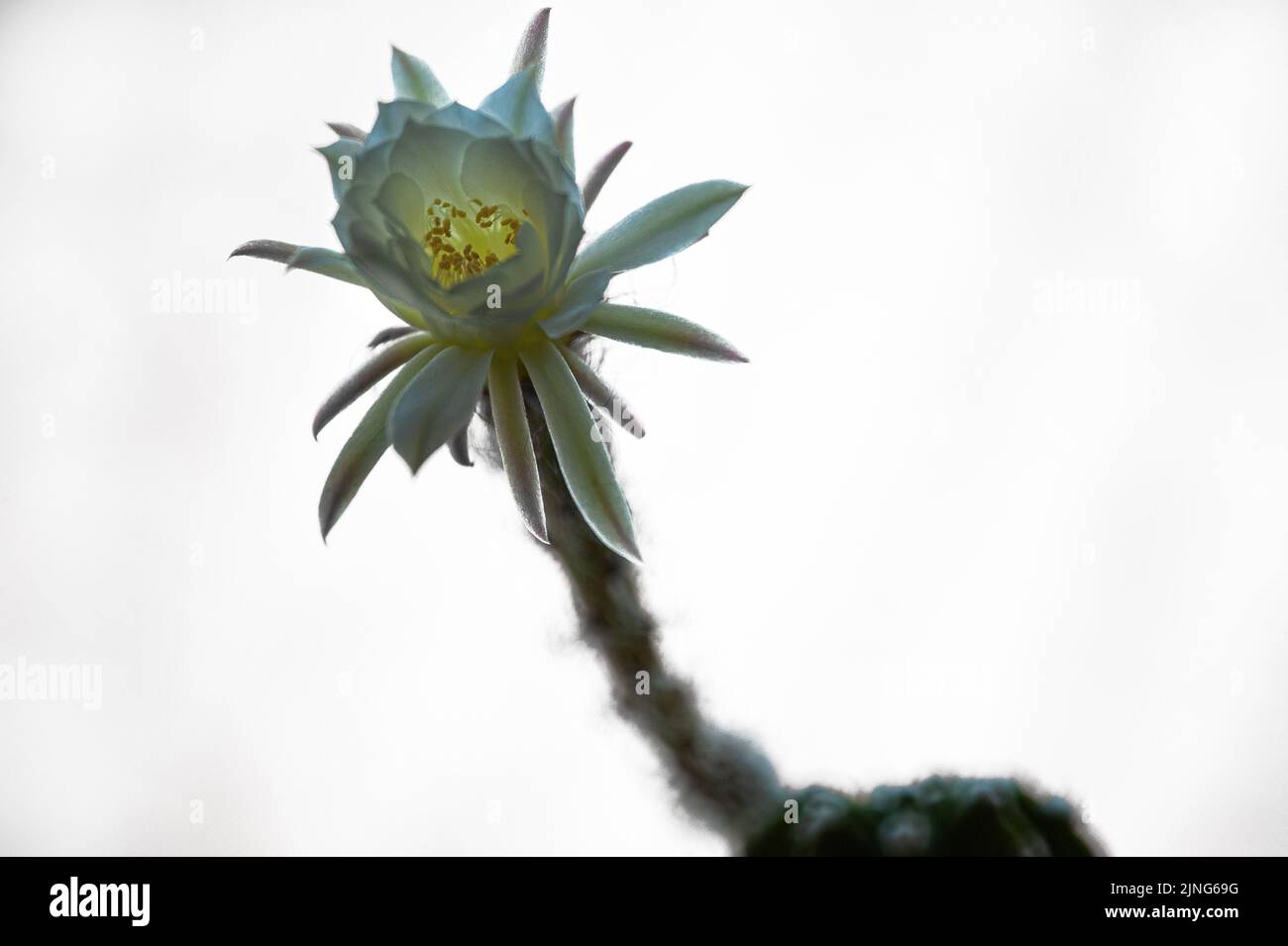 Flowers, Flowering cactus, Echinopsis oxygona hybrid. Stock Photo