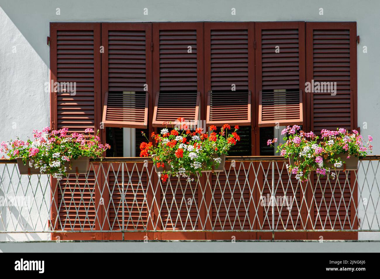 Flowers on the windowsill, Geranium. Stock Photo