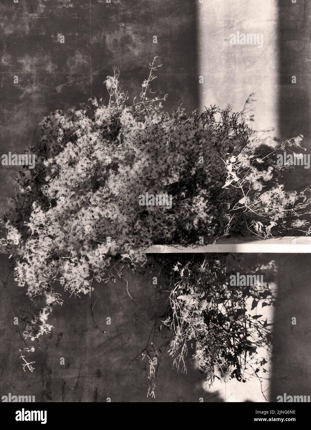 Dry plants, Clematis vitalba branches. Stock Photo