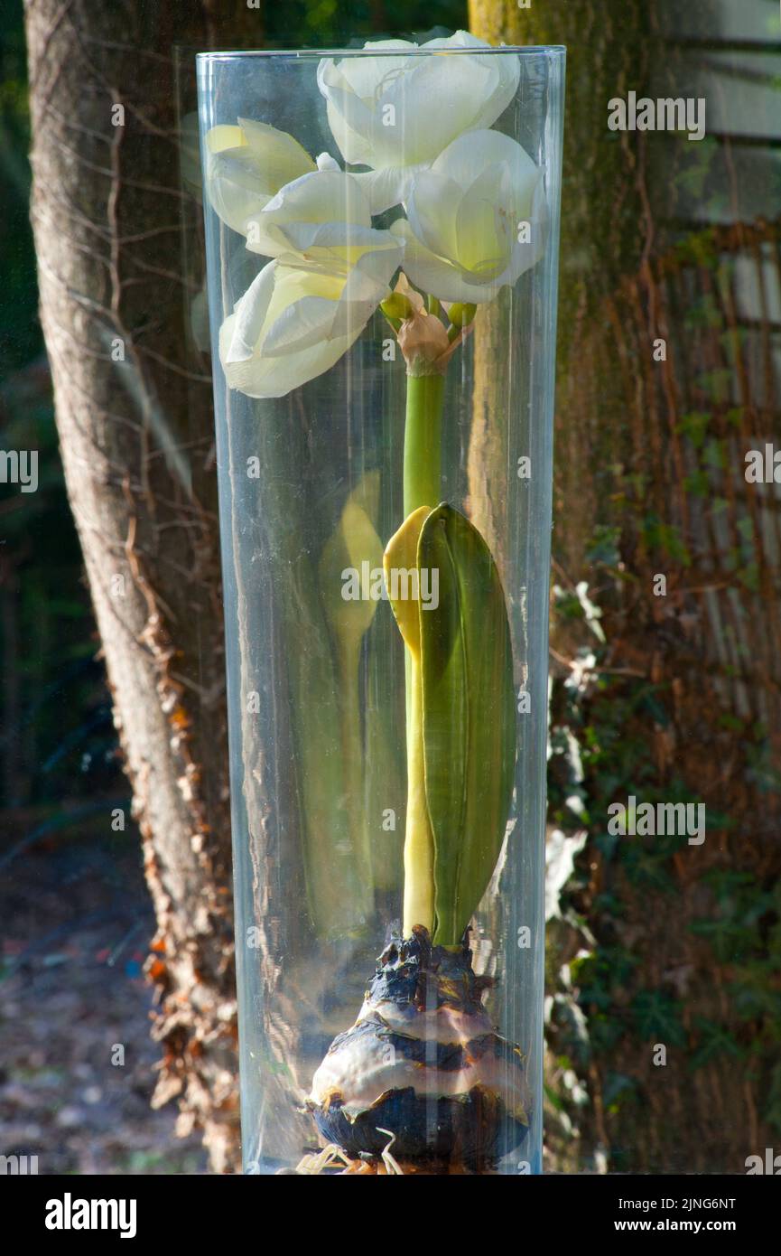 Flowers, white amaryllis in glass vase. Stock Photo