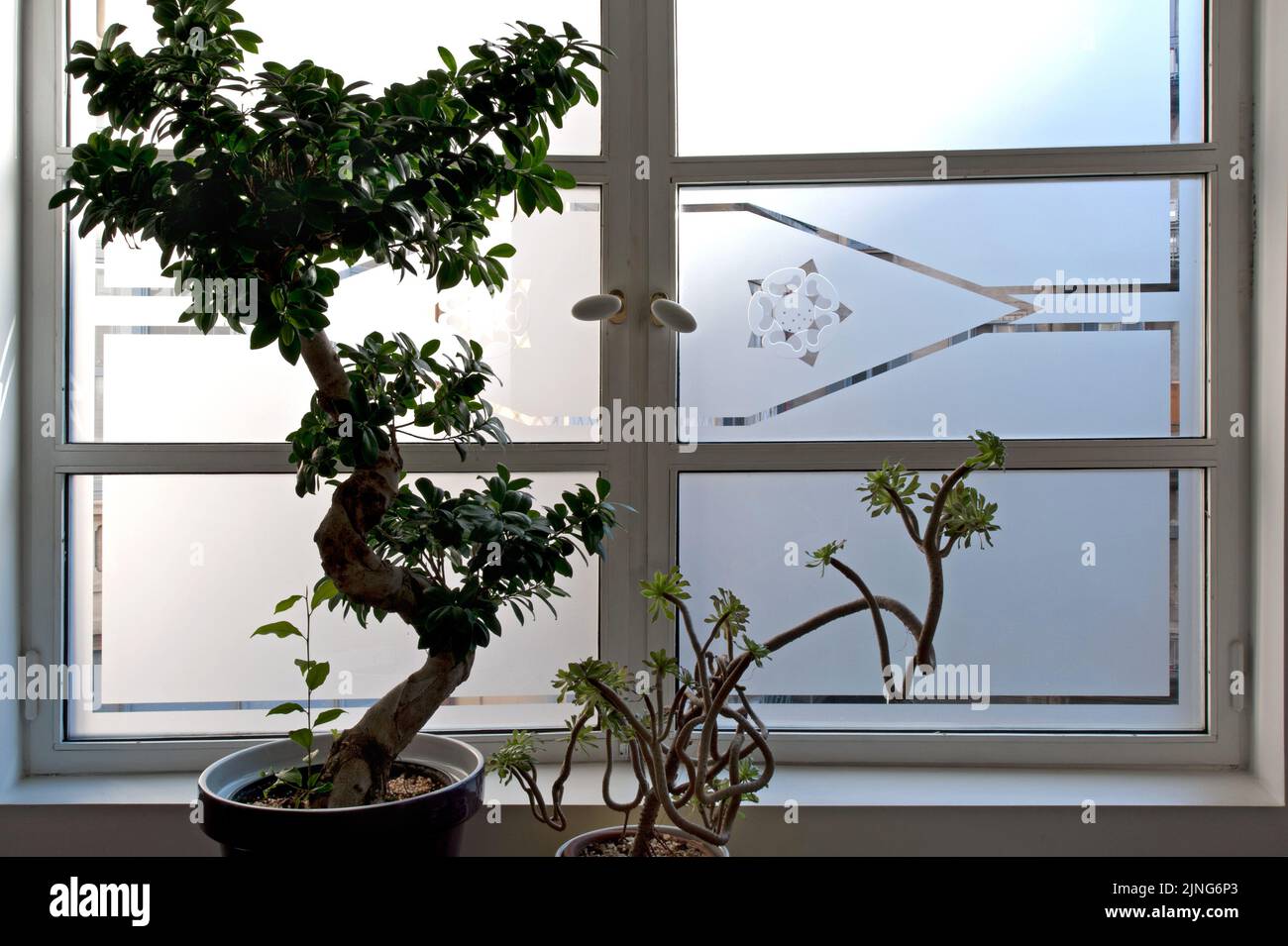 Flowers at home, bonsai 'Ficus Ginseng' and succulent Echeveria. Stock Photo