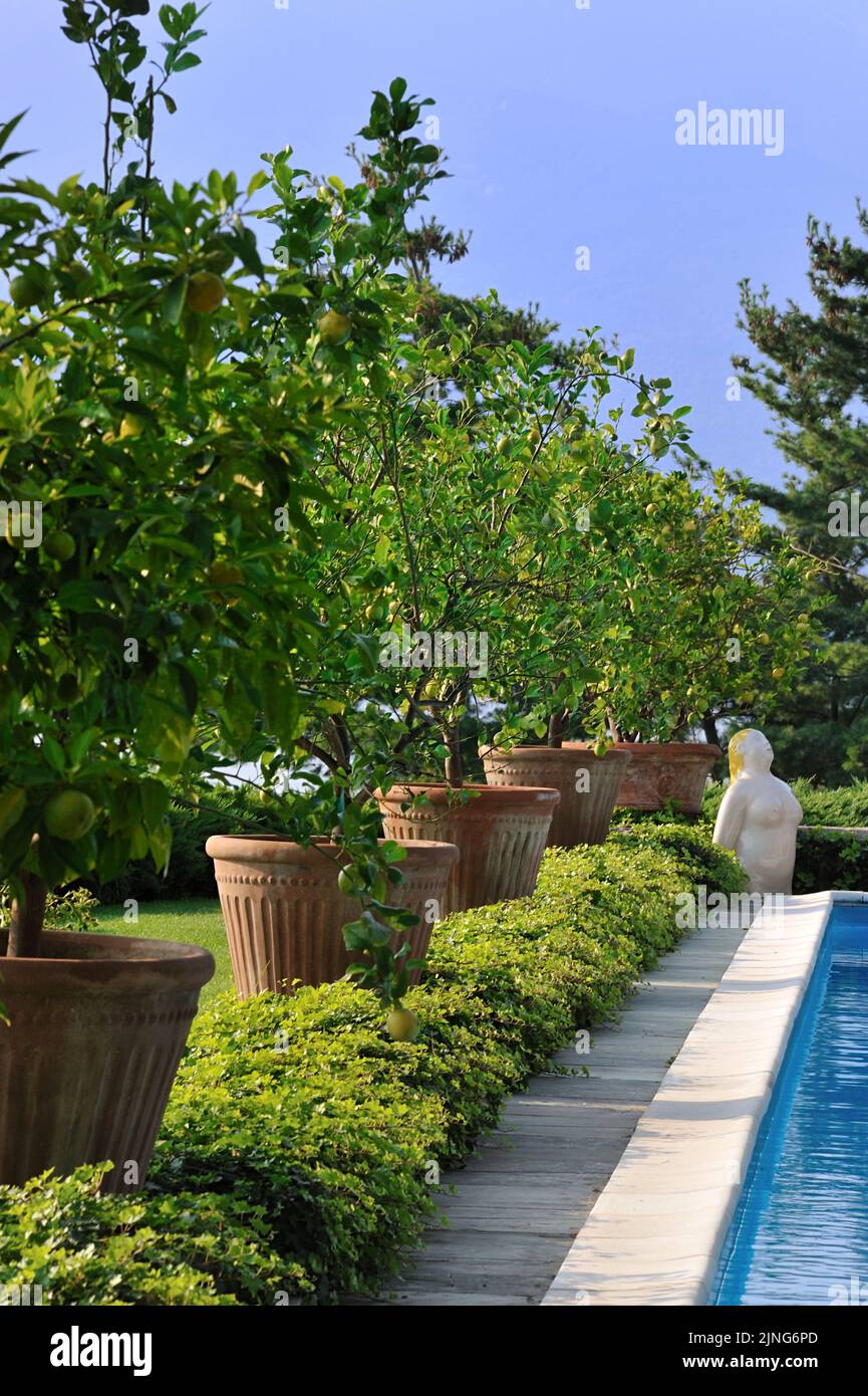 Garden with lemon plants in pots. Stock Photo
