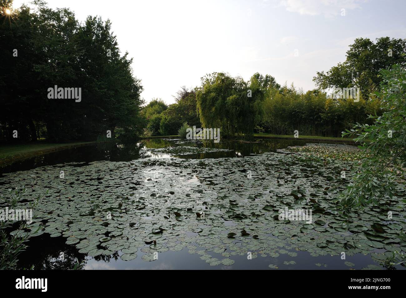 The lake of water lilies. Stock Photo