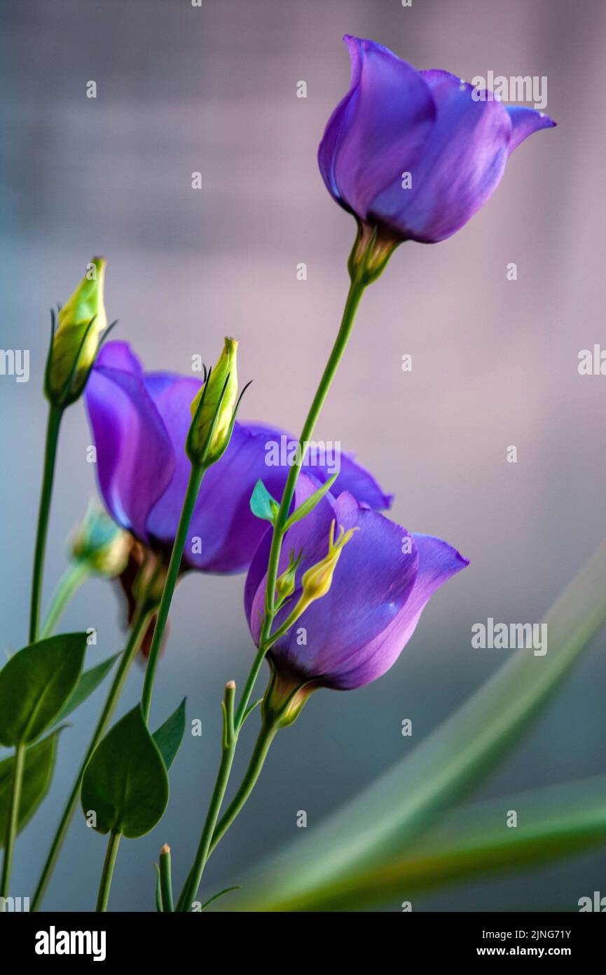 Flowers, Viper grass, Echium plantagineum. Stock Photo