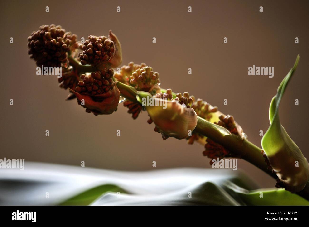 Flowers, plant, Happiness trunk, Dracaena fragrans. Stock Photo