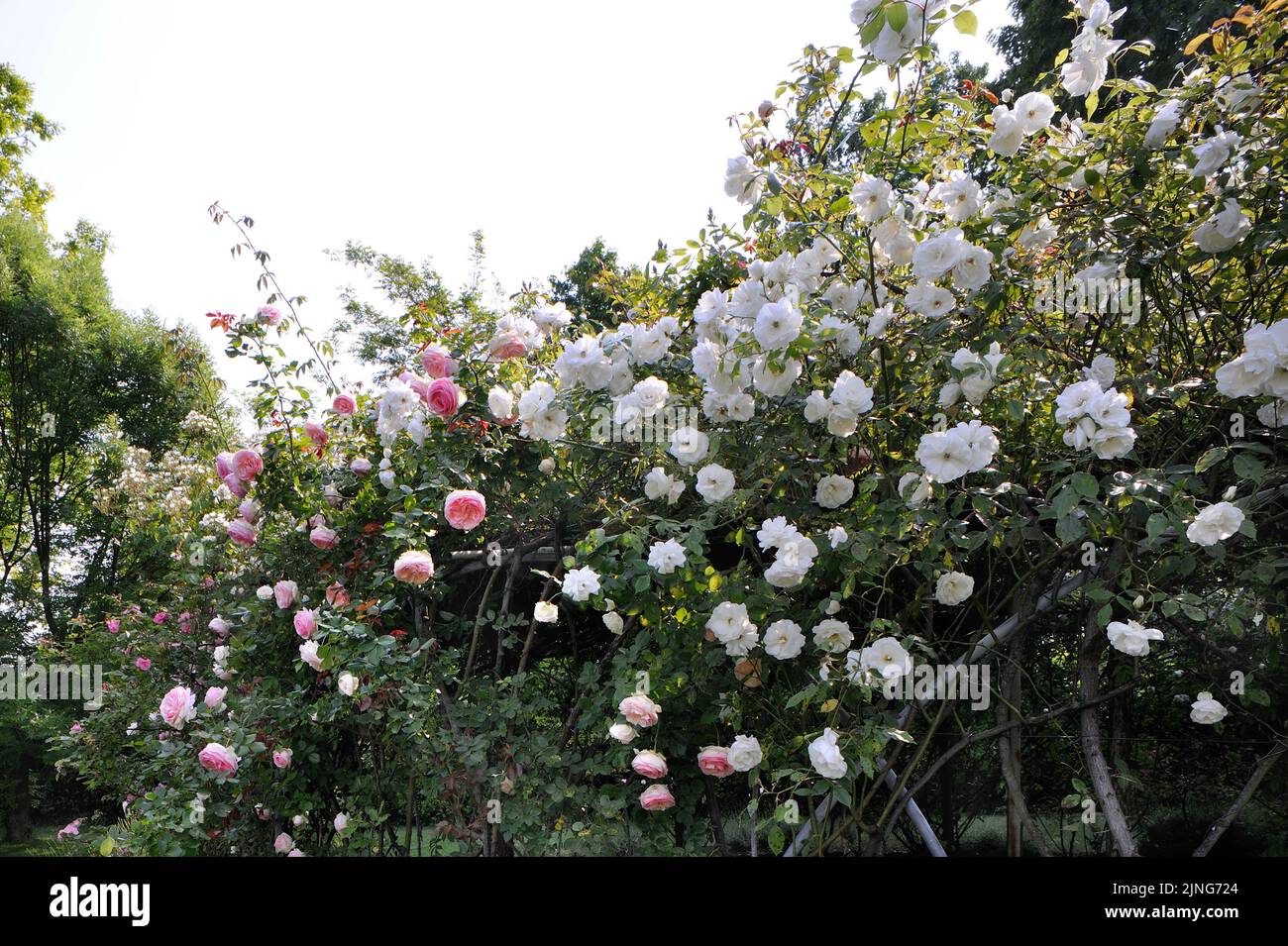 Rose garden gazebo hi-res stock photography and images - Alamy