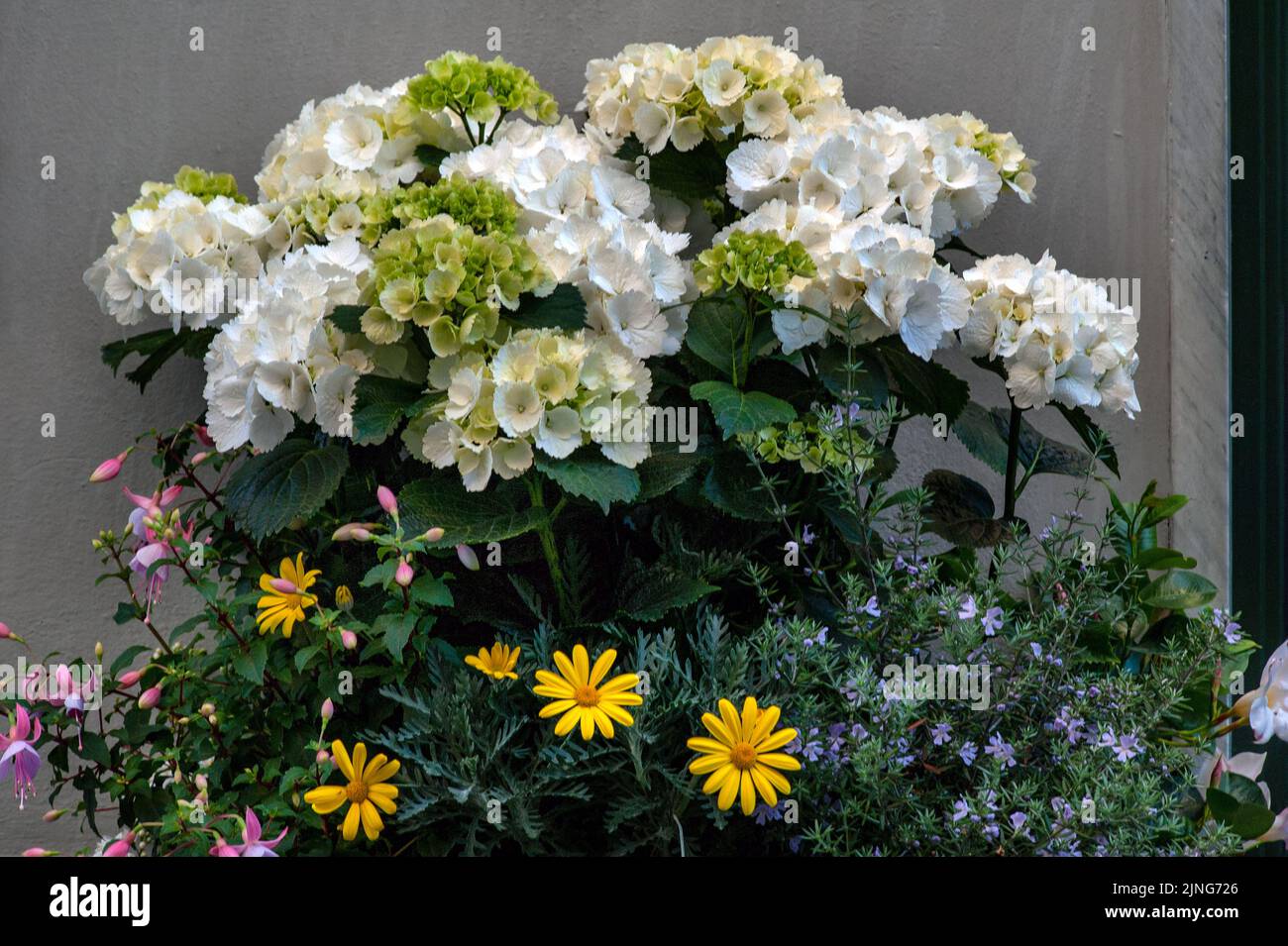 Flowers, hydrangeas. Stock Photo