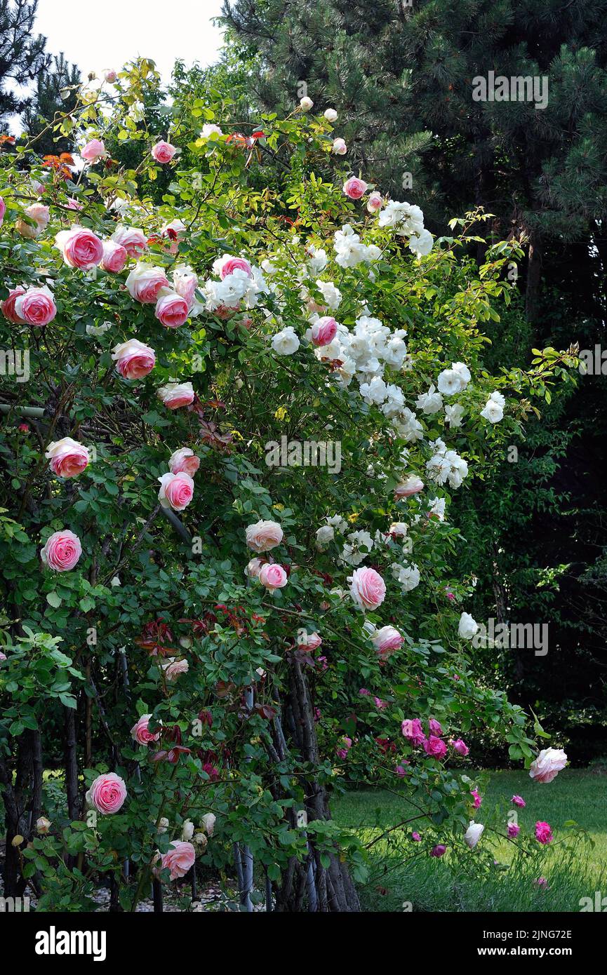 Flowers, the rose gazebo. Stock Photo