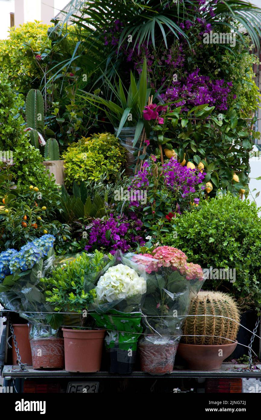 Flower stall. Stock Photo