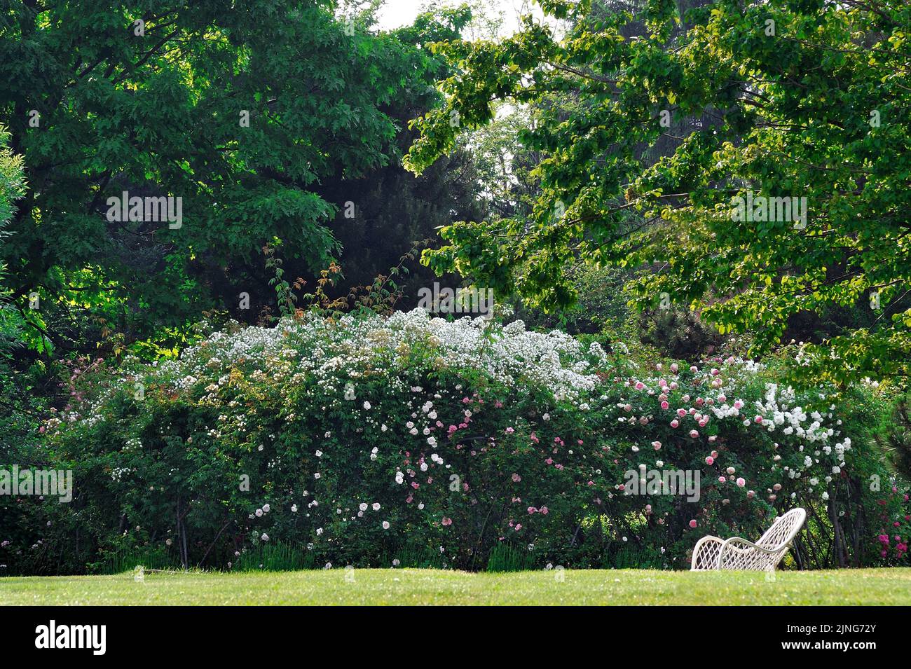 Rose garden gazebo hi-res stock photography and images - Alamy