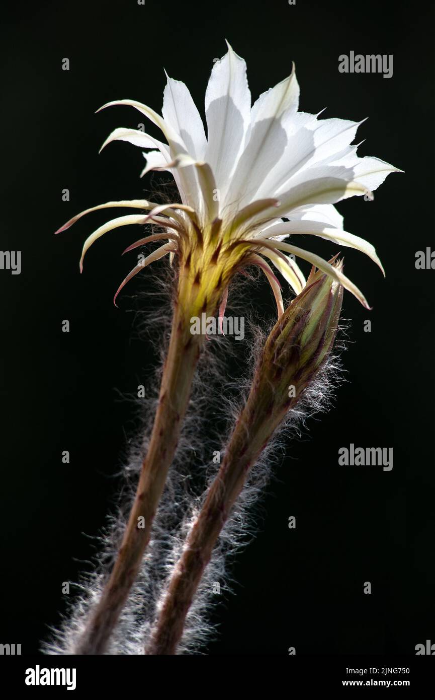 Flowers, Flowering cactus, Echinopsis oxygona hybrid. Stock Photo