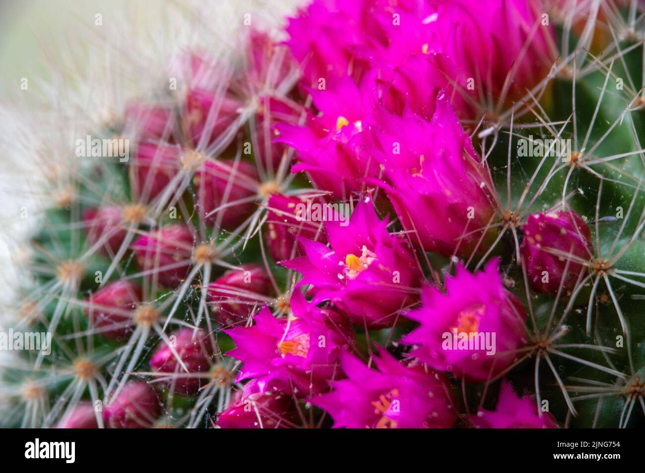 Flowers, Flowering cactus, Mammillaria rhodantha. Stock Photo