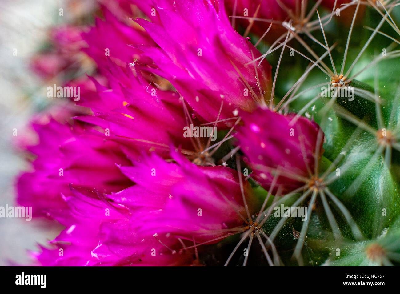 Flowers, Flowering cactus, Mammillaria rhodantha. Stock Photo
