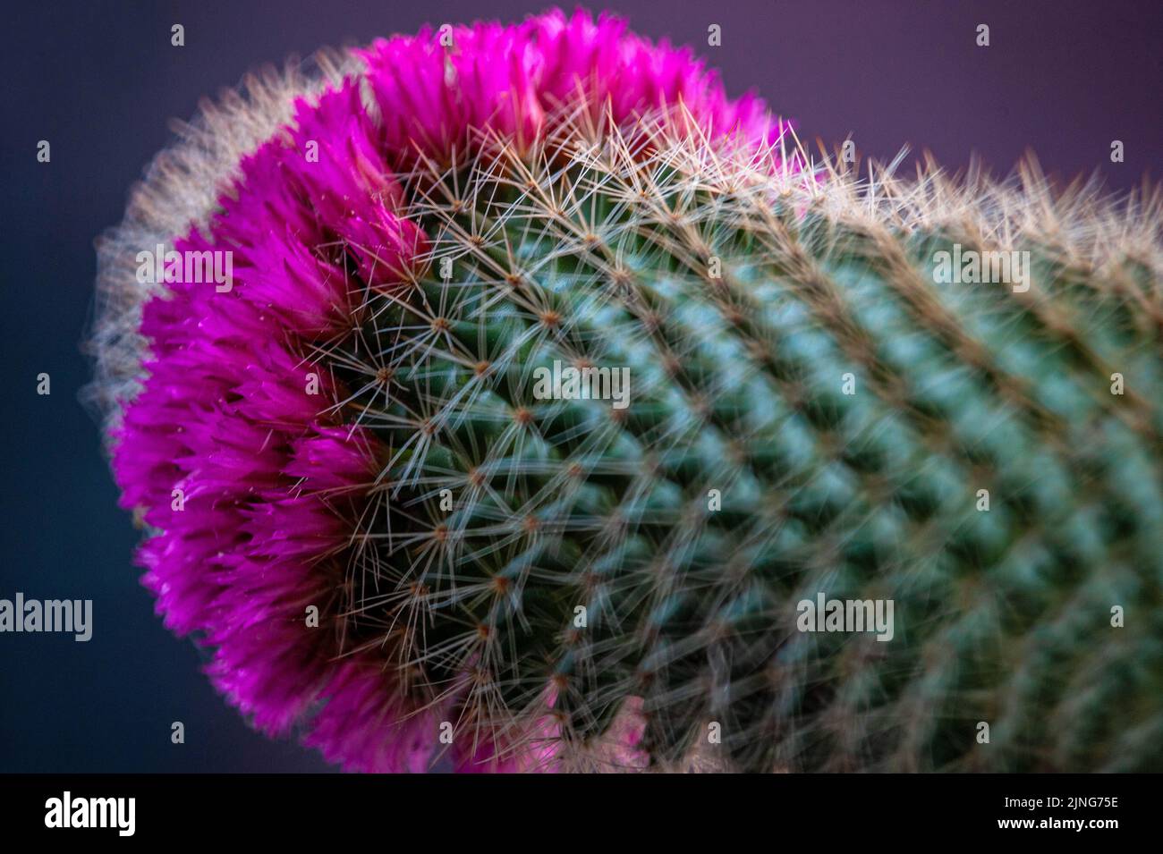 Flowers, Flowering cactus, Mammillaria rhodantha. Stock Photo