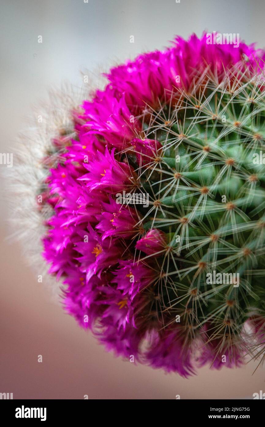 Flowers, Flowering cactus, Mammillaria rhodantha. Stock Photo