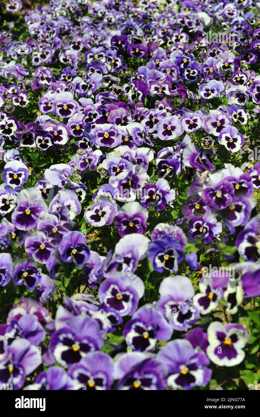Flowers, flower beds Primroses. Stock Photo