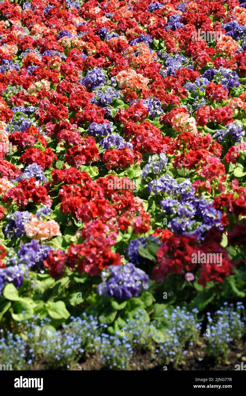 Flowers, flower beds Primroses. Stock Photo