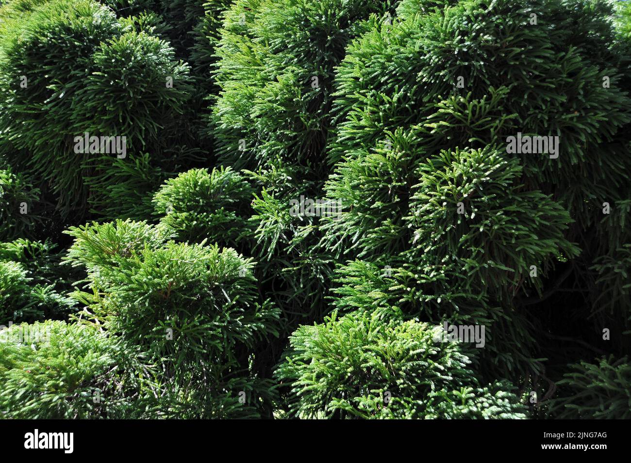 Plant, Cryptomeria japonica. Stock Photo
