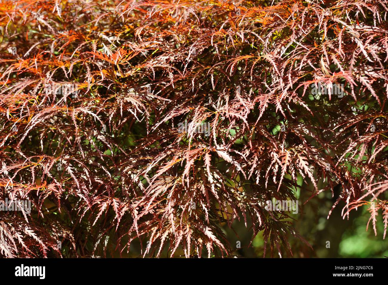 Plant, Palmate maple, Japanese maple. Stock Photo