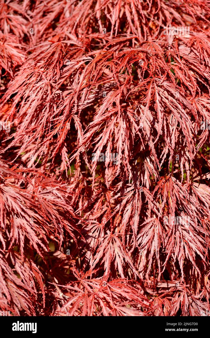 Plant, Palmate maple, Japanese maple. Stock Photo