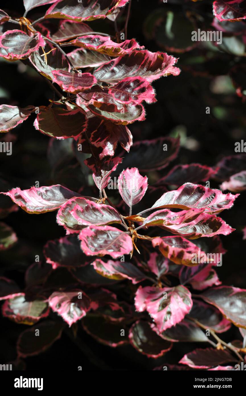 Plant, Red beech, Fagus Sylvatica Roseo Marginata. Stock Photo