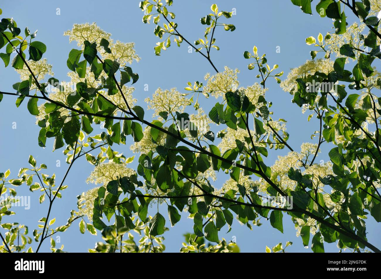Plant, Wedding cake tree, Cornus controversa variegata. Stock Photo