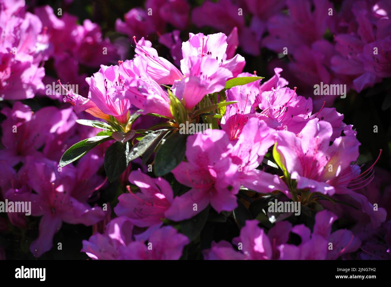 Flowers, Rhododendron. Stock Photo