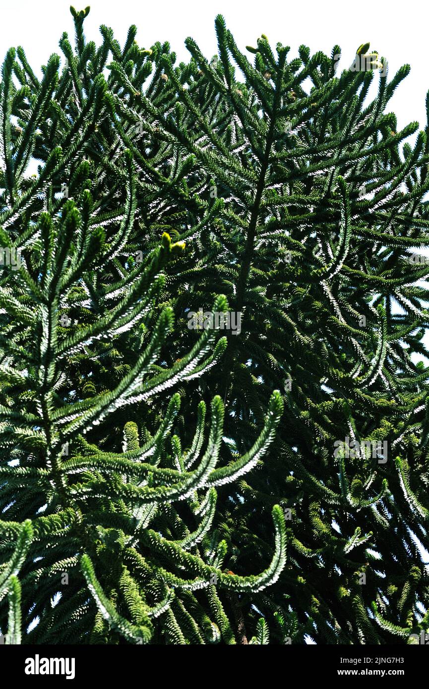 Plant, Spanish fir, Abies Pinsapo. Stock Photo