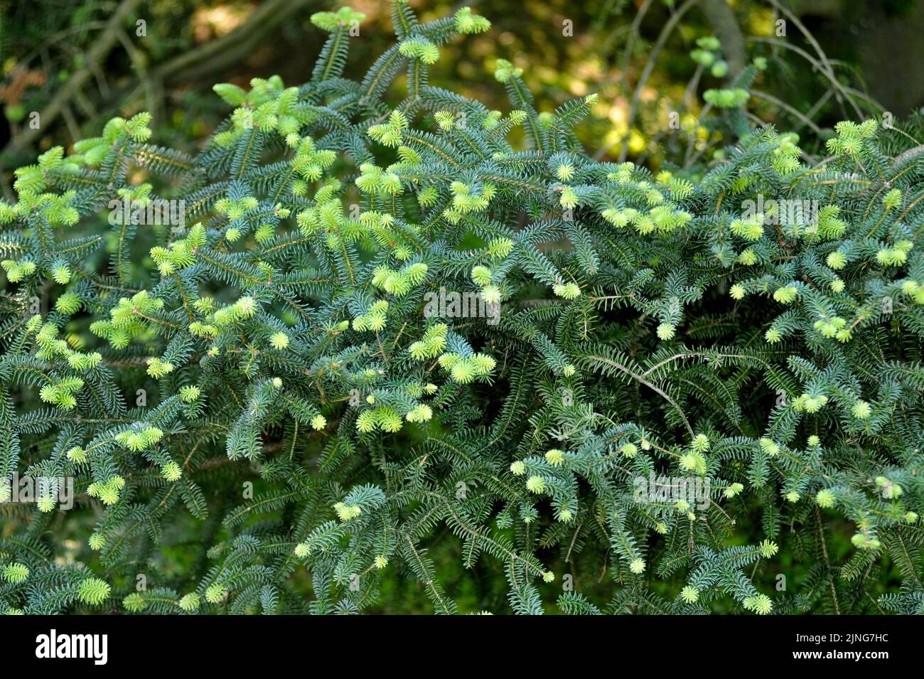 Plant, Spanish fir, Abies Pinsapo. Stock Photo