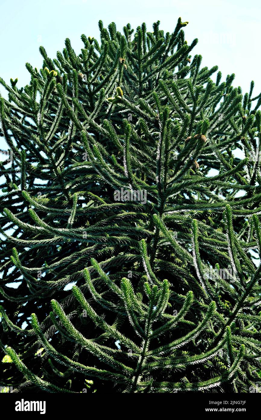 Plant, Spanish fir, Abies Pinsapo. Stock Photo