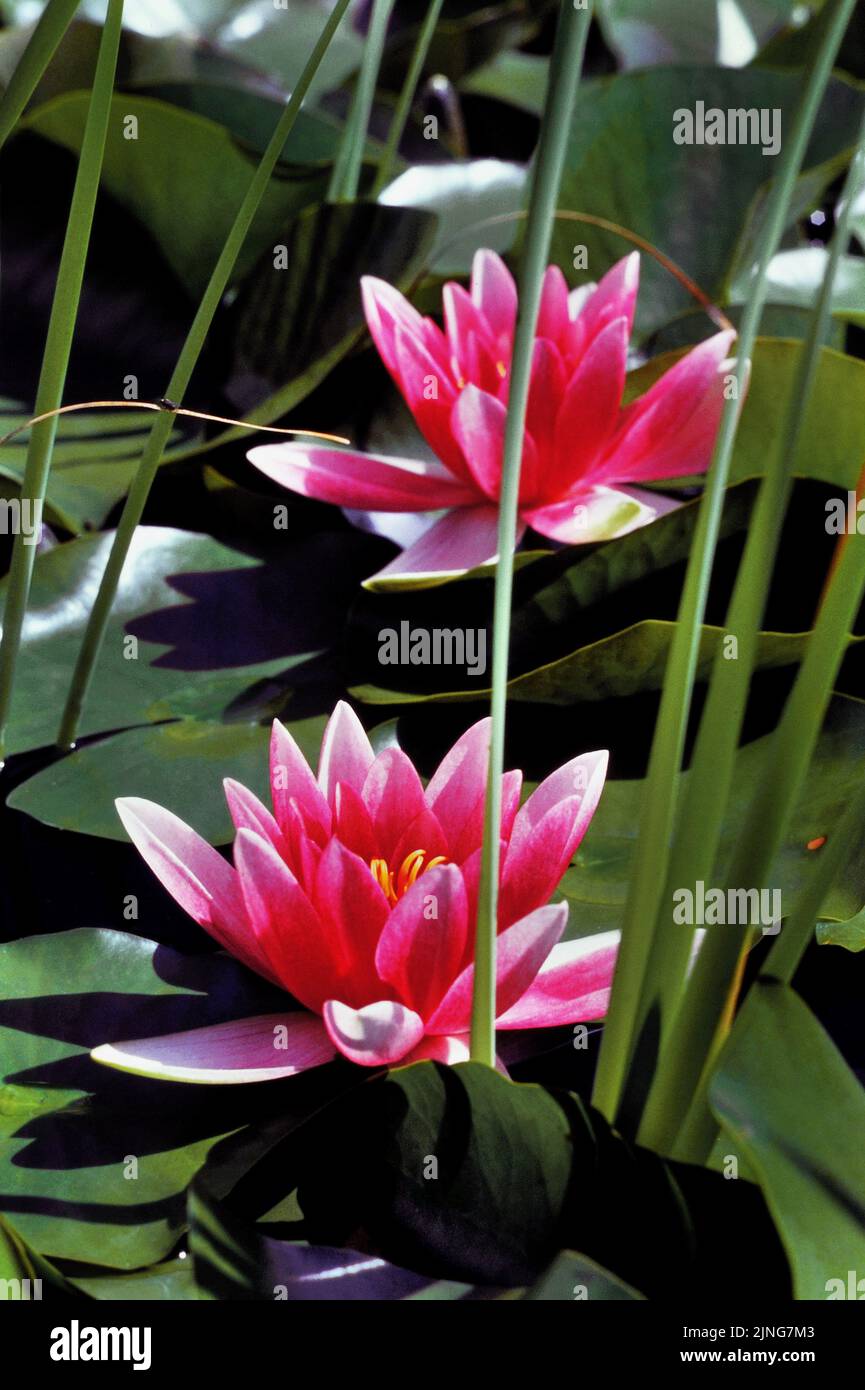 Aquatic plants, Water lily Stock Photo Alamy